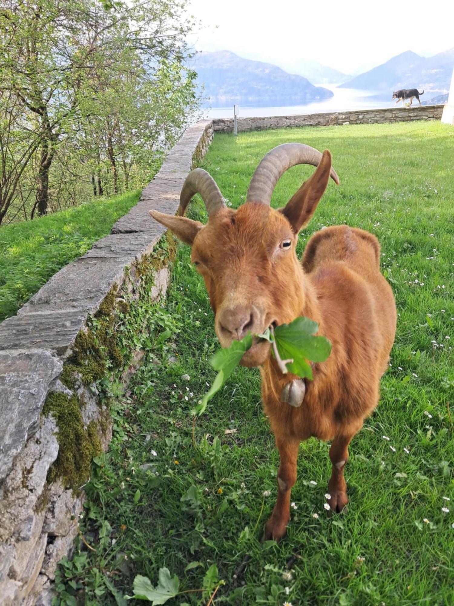 La Stanza Del Bosco Appartement Arcumeggia Buitenkant foto